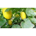 Golden yellow vegetable hybrid F1  japanese melon seeds